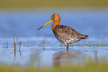 Black tailed Godwit standing in shallow water