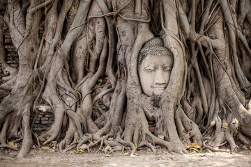 Head of Buddha statue in the tree roots, Wat Mahathat temple, Ayutthaya, Thailand