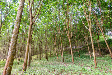 rubber plantation