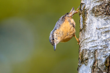 Eurasian Nuthatch on a tree