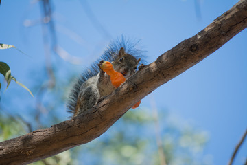 La ardilla come una zanahoria.