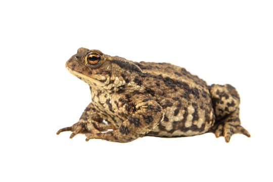 European Common toad on white