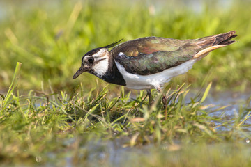 pecking Female Northern lapwing