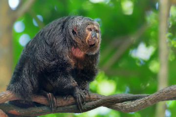 Saki Monkey Portrait