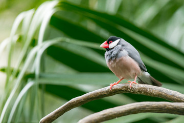 Java sparrow, Ricebird