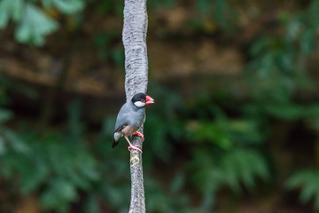 Java sparrow, Ricebird