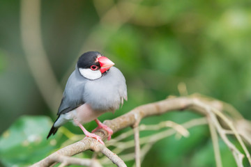 Java sparrow, Ricebird