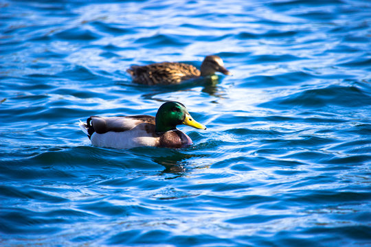 Mallard Ducks in a pond 