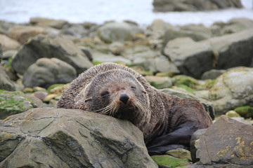 New Zealand Fur Seal sleeping