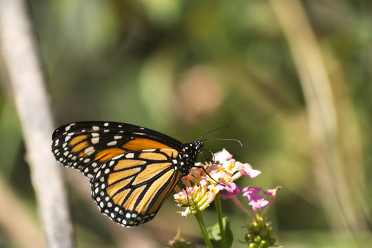 La mariposa Monarca saborea la miel de las flores.