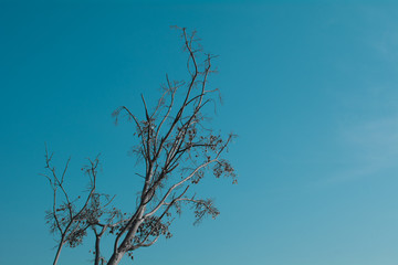 Lone bodhi tree with blue sky.