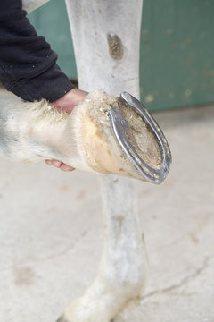 Closeup of a Blacksmith with a Horse