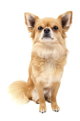 Obraz premium Cute looking Chihuahua isolated on white