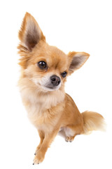 Cute looking Chihuahua isolated on white