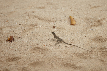 Lizard on the sand.