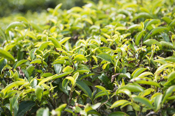 Green tea leaves on tea plantation