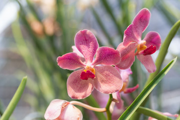 orchids purple Is considered the queen of flowers in Thailand