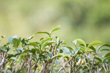 Obraz premium Green tea leaves on tea plantation