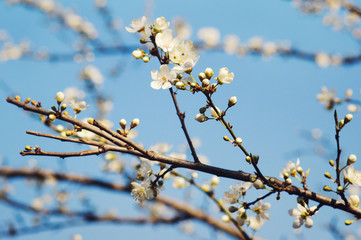 Spring blossom background