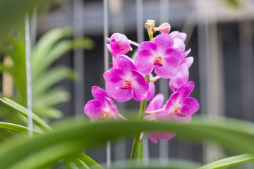 orchids purple Is considered the queen of flowers in Thailand