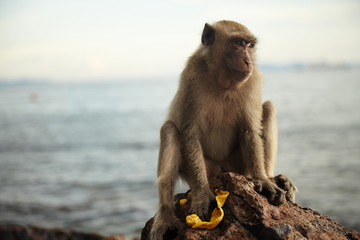 Monkeys on the rocky coast