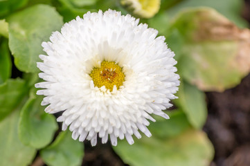 Weiße Bellis