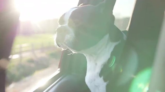 Boston Terrier Dog with Head out Truck Window on Bumpy Country Road