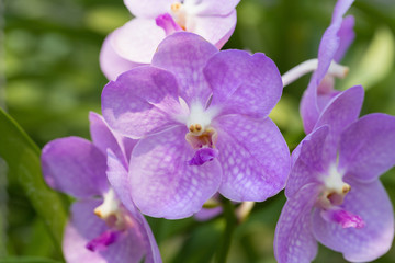 orchids purple Is considered the queen of flowers in Thailand