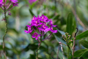 Fototapeta premium orchids purple Is considered the queen of flowers in Thailand