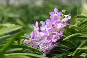orchids purple Is considered the queen of flowers in Thailand
