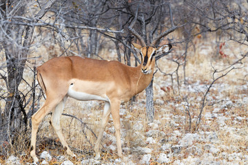 Naklejka na ściany i meble Portrait of Impala antelope