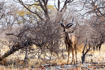 portrait of Kudu antelope