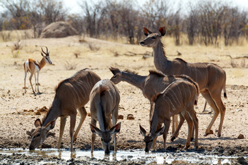 drinking Kudu antelope