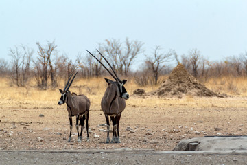 Naklejka na ściany i meble Gemsbok, Oryx gazella on waterhole