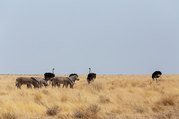 Ostrich Struthio camelus, in Etosha, Namibia