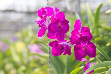 orchids purple Is considered the queen of flowers in Thailand