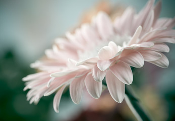 Daisy gerbera flower background