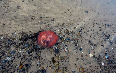 Rote Qualle an einem Badestrand