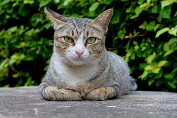 Naklejka na ściany i meble cat sit crouched on the concrete floor.