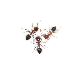 ants on a white background