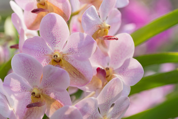 Obraz na płótnie Canvas orchids purple Is considered the queen of flowers in Thailand