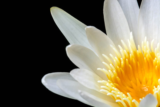 Fototapeta White Yellow Lotus flower on black background