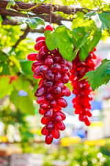 ripe red grape in vineyard in sunny summer day