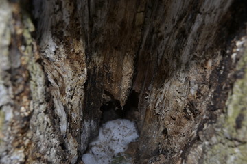 Пещера в дереве
