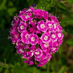 Carnation in the garden (Dianthus barbatus), flowers Photo, closeup, white and red