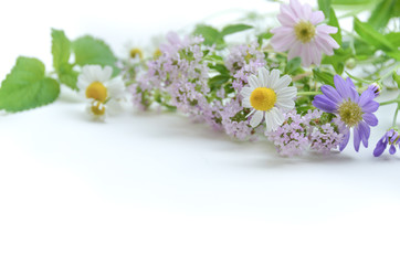chamomile and herbal flowers
