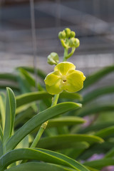 Obraz premium orchids purple Is considered the queen of flowers in Thailand