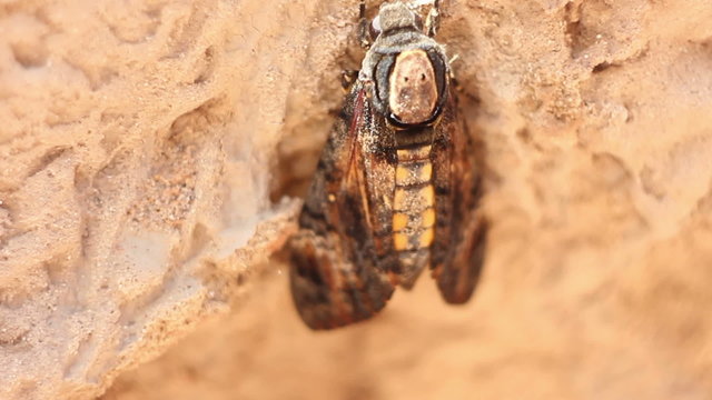 Scared Insect Trying to Defend Itself