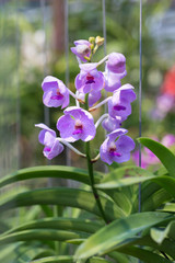 orchids purple Is considered the queen of flowers in Thailand