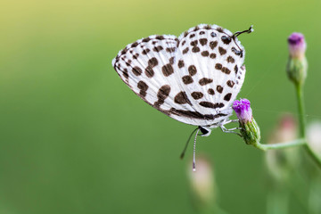 butterfly on grass flower (Common Pierrot)
